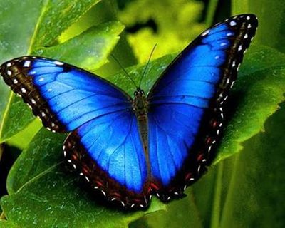 blue and black butterfly.jpg