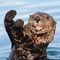 Otter