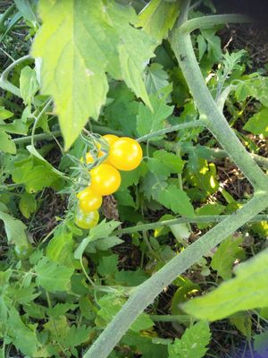 Self Seeded Cherry Truss Tomatoes