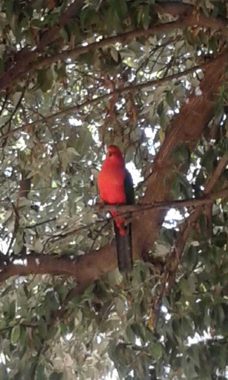 Male King Parrot.jpg