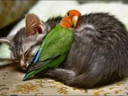 bird and cat.jpg